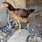 انباعت الله يبارك ل راعيها