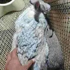 ارانب ايطاليه و شنشلا