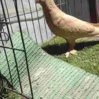حمام تركي للبيع لون اصفر