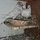 حمام زاجل للبيع جوزين منتجه وذكر