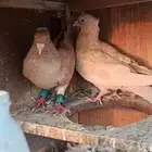 جوز زاجل منتج للبيع زاجل