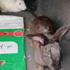 ارانب فرنسي دفيع