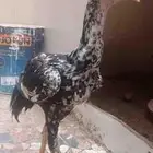 بيع مستعجل ب سبب الظرف فروخ باكستاني و فروخ سندي