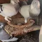 اجواز حمام شامي للبيع فيه فيدهات للطيور