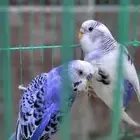 زوج بادجي مثالي