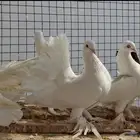 حمام هزاز رقاص