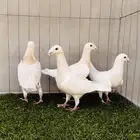 حمام هومر لمون