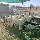 تيوس للبيع