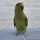 ببغاء دره اليف