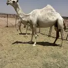 لقحات وضح