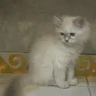 قطط للتبنى