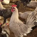 فيومي عمر 3 شهور فيومي وشبابي
