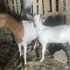 عنز جنوبيه بولدها