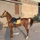 حصان شعبي فاخر