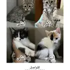 قطط صغيرة للتبني