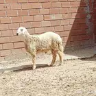 طلي حري ابرص