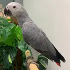 كاسكو كونغو افريقي سوبر سوبر سوبر جامبو