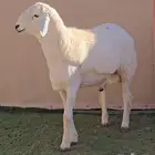 للبيع مشاريع فحول حري(( تم البيع))