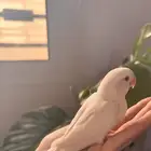 فرخ روز البينو صافي تم البيع