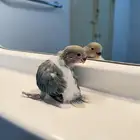 للبيع روز غز