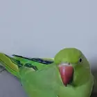 ببغاء دره انثى نص ولافه