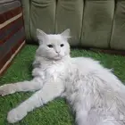 قطه عمره 8 شهور لون ابيض سعره 400