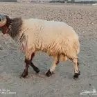 فحل نعيم
