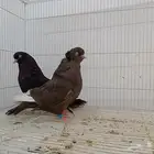 حمام الزينة