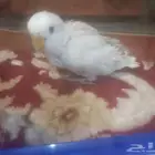 فرخ روز عمره شهر