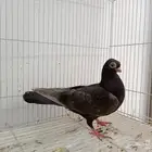 حمام الزينة الكوري