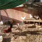 ديوك
