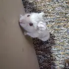 هامستر العمر شهرين نوع روسي قزم لايجيني الى الجاد