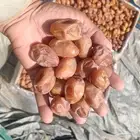 يتوفر لدينا نخل وتمر خلاص
