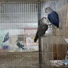 جوز روز منتج غير أليف