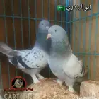 حمام عراقي موصلي