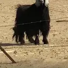 تيس عارضي صنف