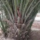 توريد وزارته النخيل