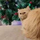 cat.. قطة بكي فيس تبني