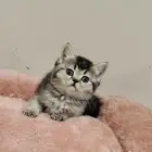 كيتن اسكوتش