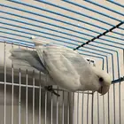 ذكر روز منتج