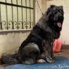 قوقازي   كوكي ن