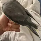 كروان تبني(تم التنبي)