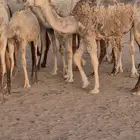 بكرة مفرودة