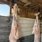 ذبيحه ذبايح حري نعيم تيس
