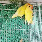 فيشر نواادر لأهل التميز و الطفرات