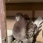 حمام فرش بيور مستوا فاخر