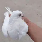 حمام