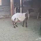 شاة نعيميه جرم فاخر مضرع فيها توم 2 ماشاء الله