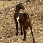 تيس
