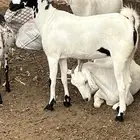 عناق